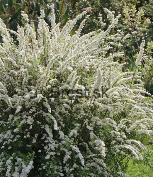 Spiraea cinerea 'Grefsheim' 9*9
